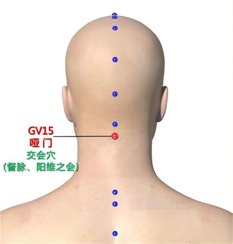 啞門穴位置|啞門穴(喑門、舌橫、舌厭)